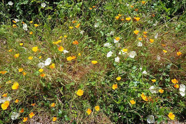 Some of the wildflowers by the roadside