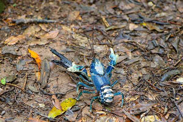 One of the blue crayfish. This one has learnt to use tools. Next it’s iron, then gunpowder, & before you know it, world domination.