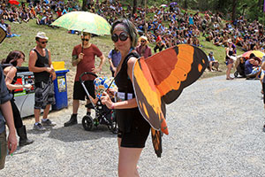 Festival butterflies