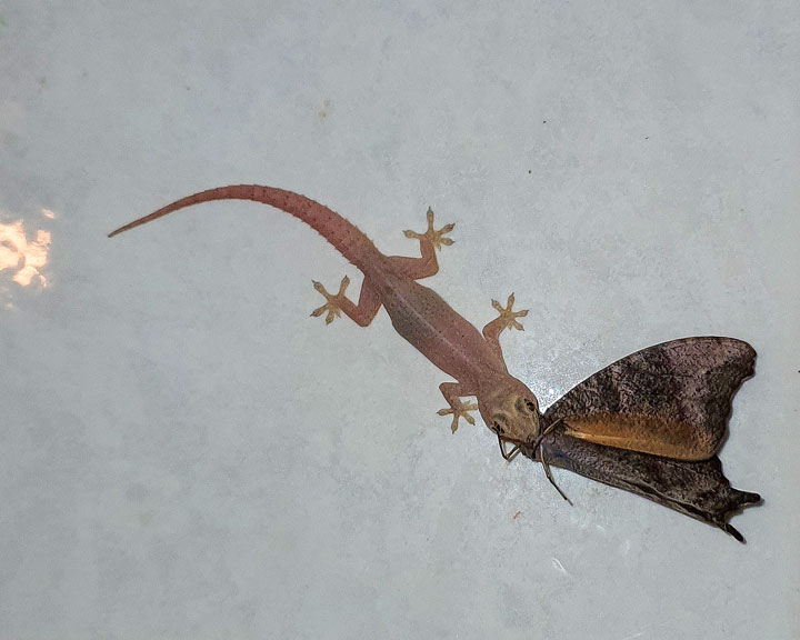 A gecko catches a moth