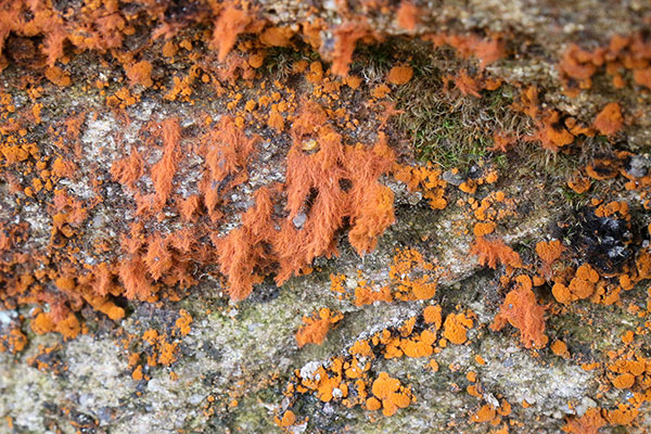 Lichen at Point Reyes