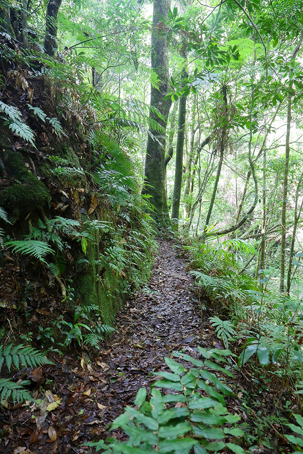 The path along the side of the hill