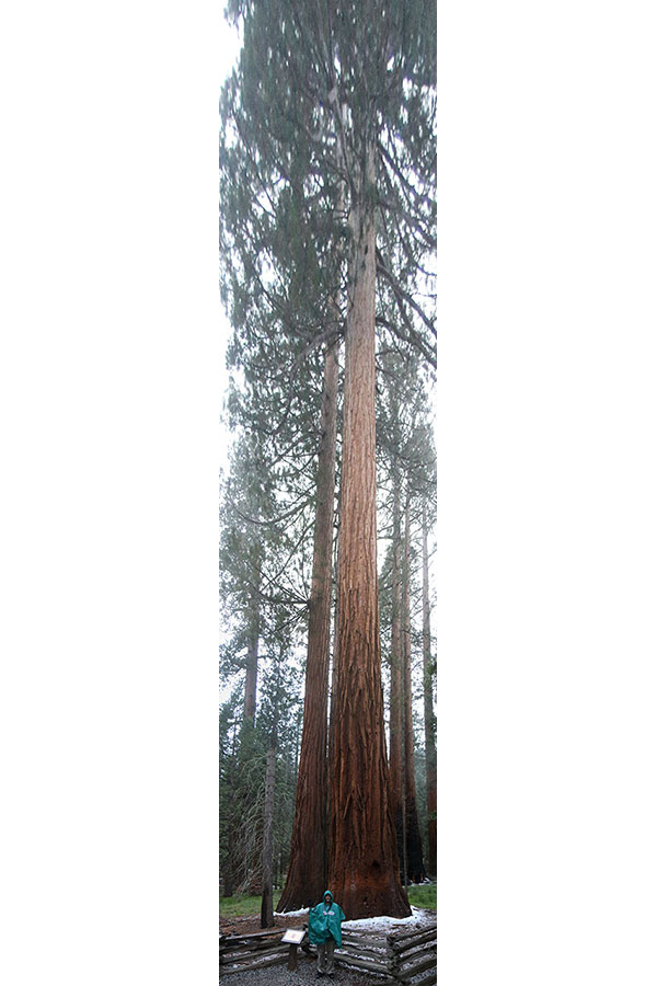 Ned in front of a Giant Sequoia at Mariposa Grove