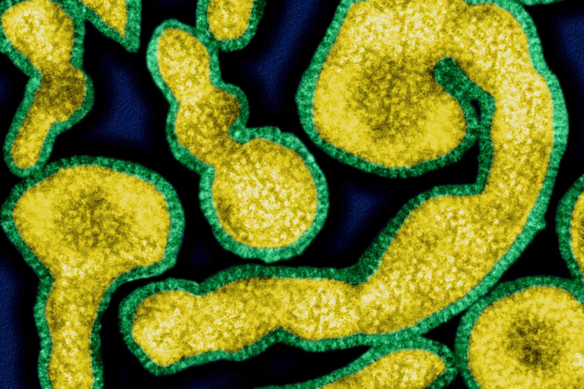 Influenza viruses multiplying angrily