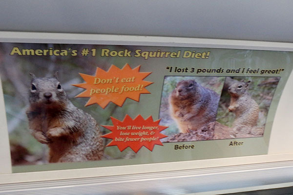 America’s #1 Rock Squirrel Diet