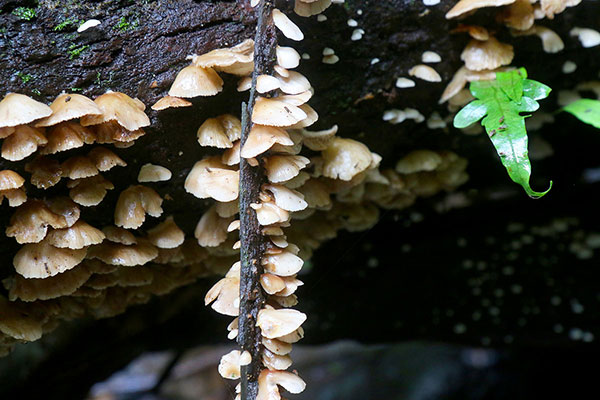 Some fungi under a log