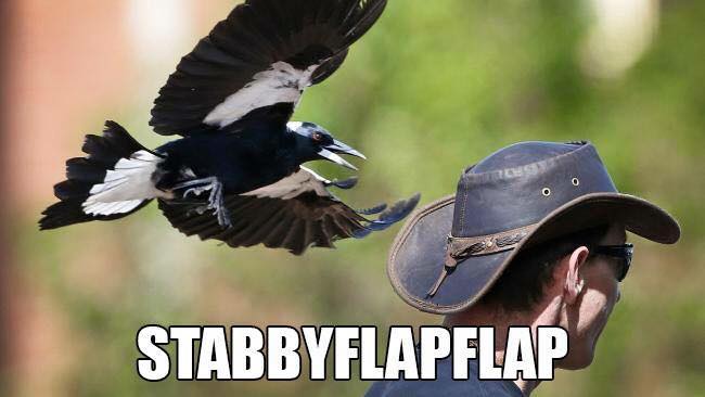 Stabby Flap Flap: Accurate Animal Names: Australian Edition