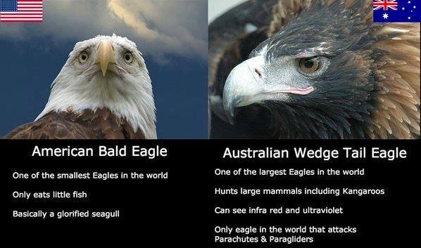 American Bald Eagle vs Australian Wedge Tail Eagle