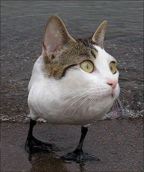 The Amazing Cat Duck! Or perhaps Cat Seagull?