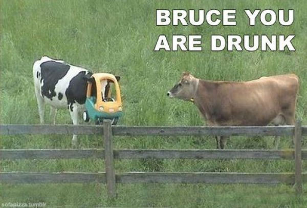 Drunk Cows: Bruce you are drunk