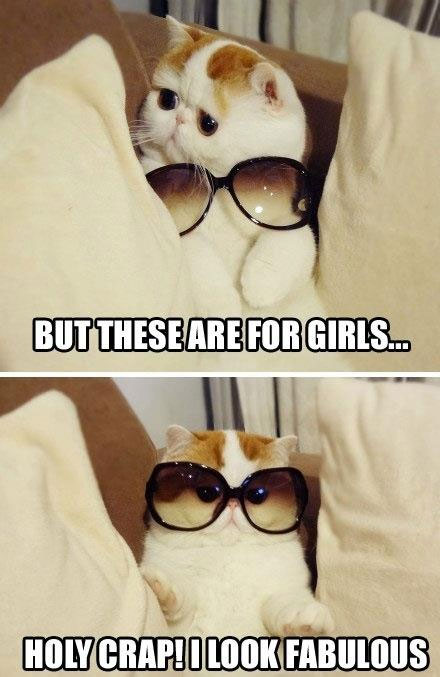 [Cat with glasses] But these are for girls… Holy Crap! I look fabulous!