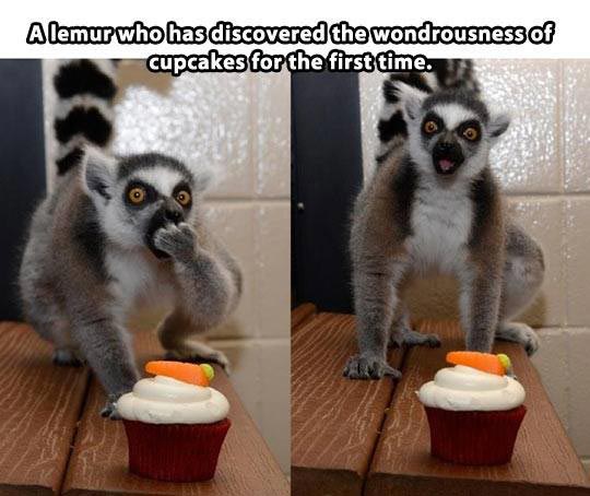 A lemur who has discovered the wondrousness of cupcakes for the fist time.