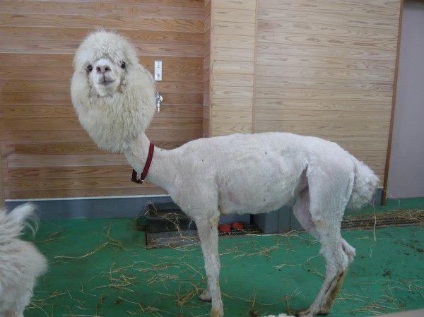 A shaved Llama