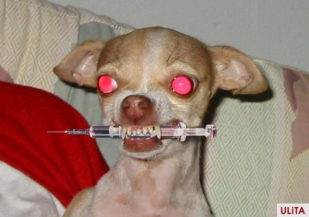Puppy holding syringe