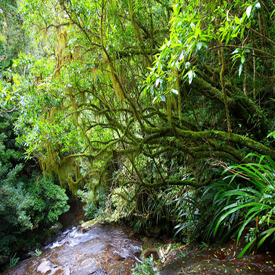 Coomera Creek, Lamington National Park