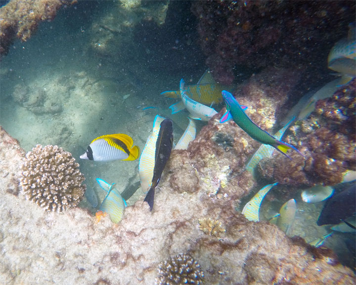 Snorkelling at Tangalooma Wrecks on Moreton Island