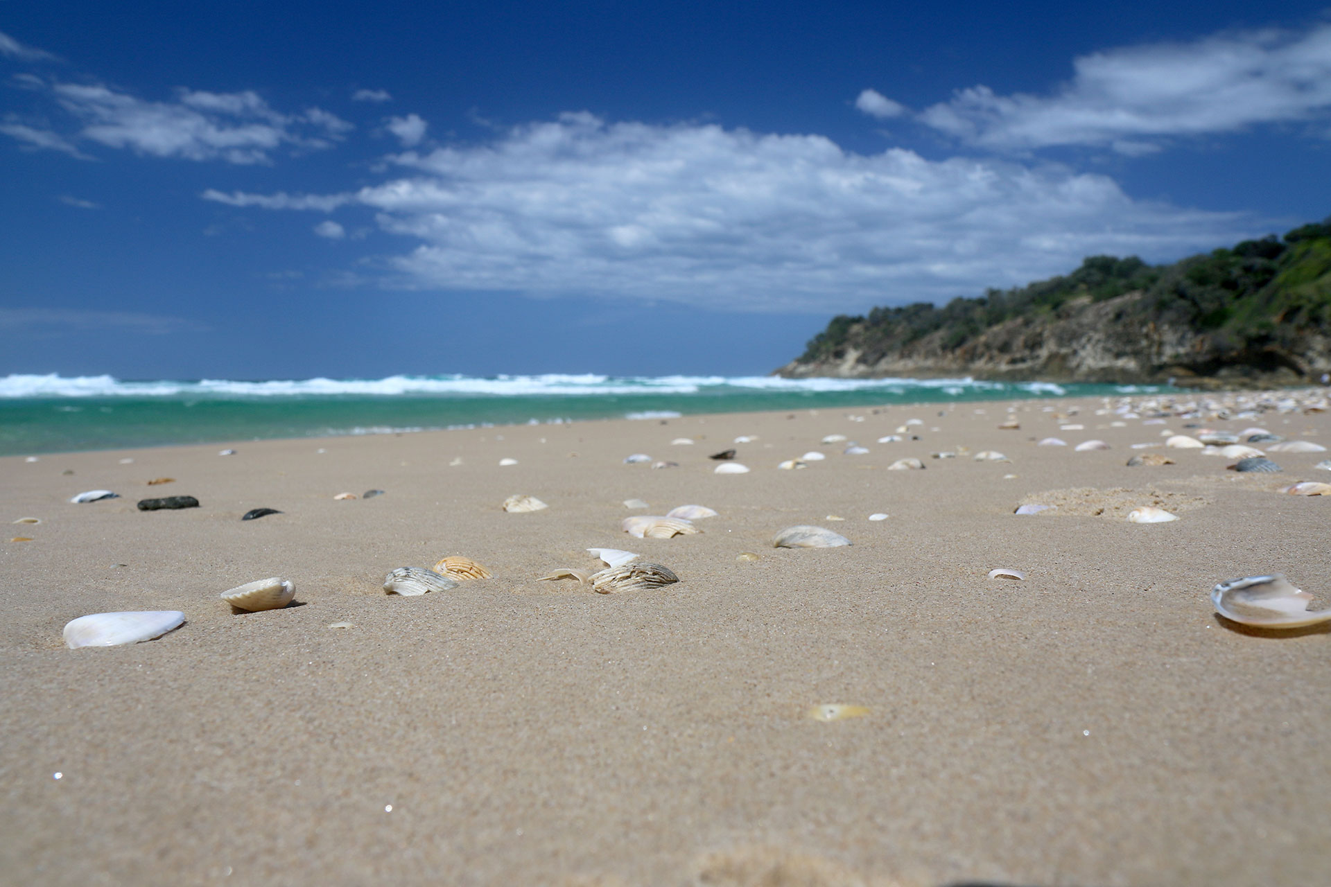 Seashells at one of the popular shark nests