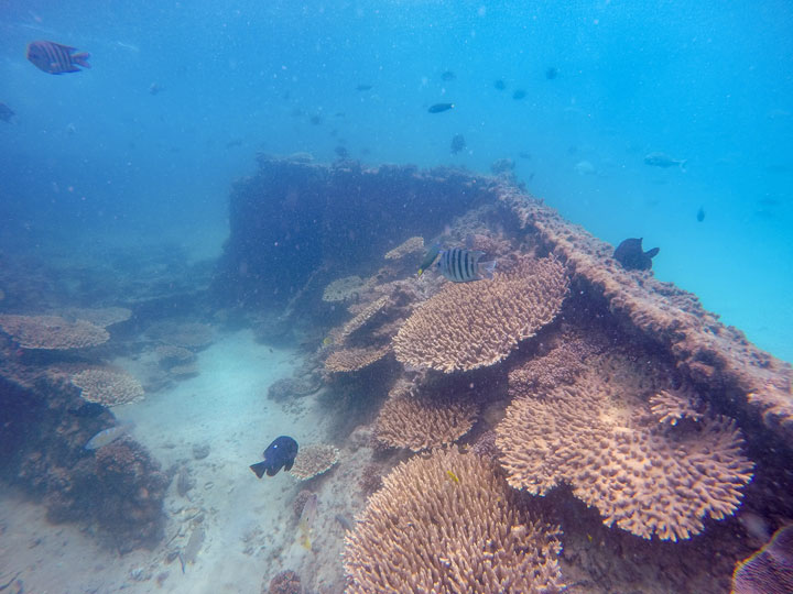 Snorkelling at Tangalooma Wrecks on Moreton Island