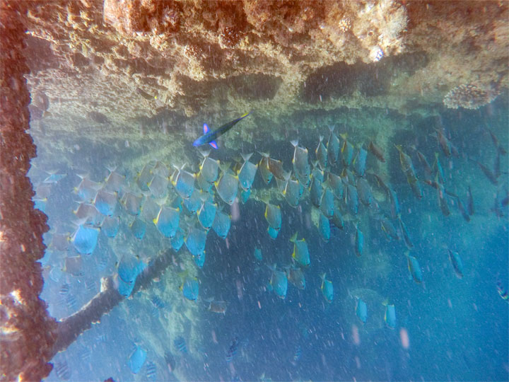 Snorkelling at Tangalooma Wrecks on Moreton Island