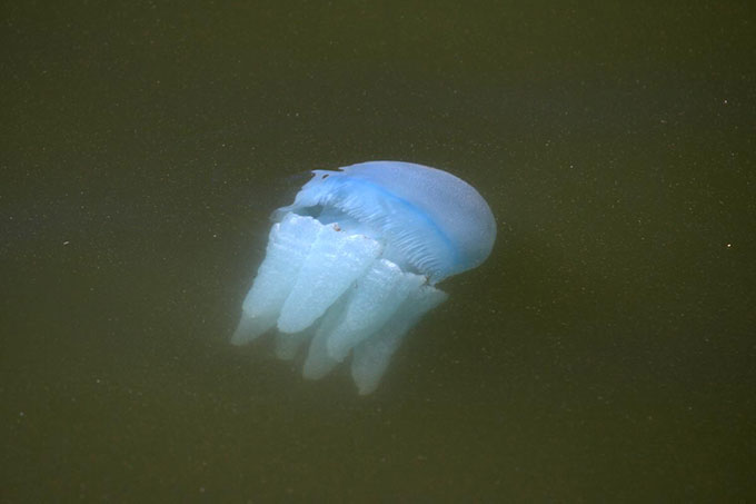 Jellyfish at Boondall Wetlands