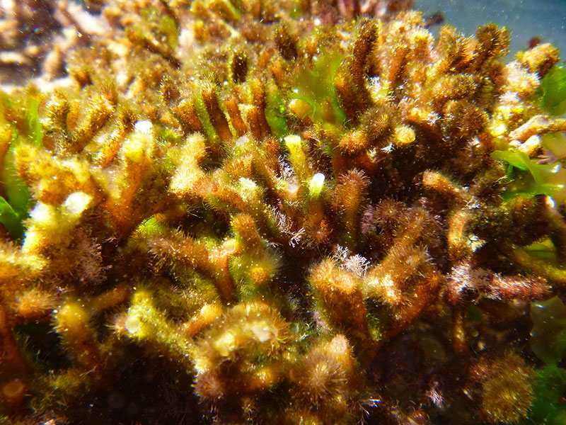 Underwater sea forest