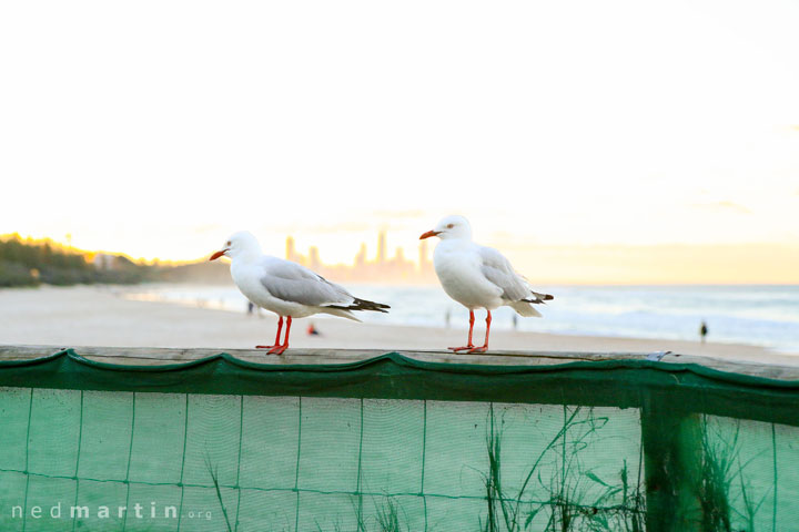 Two seagulls