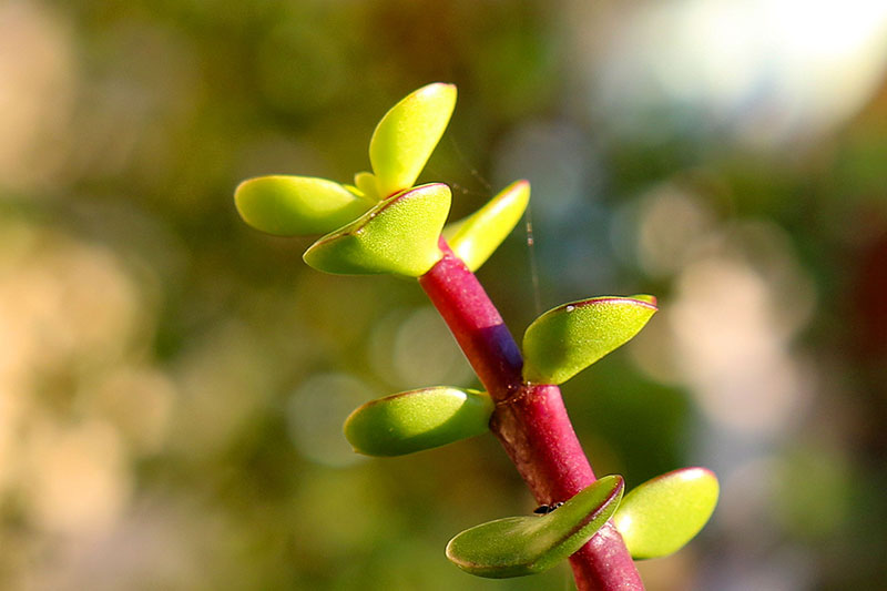 Some nice bokeh in the backyard