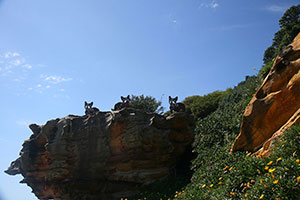 Sculpture by the Sea