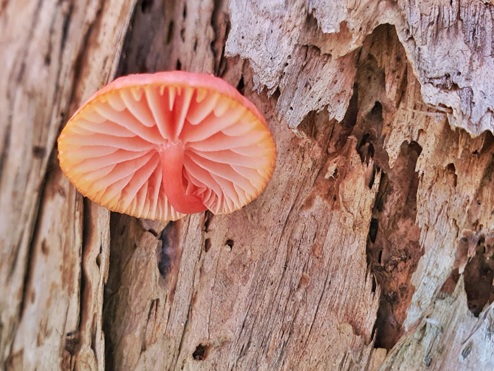 Funguses at Brown Lake, Stradbroke Island