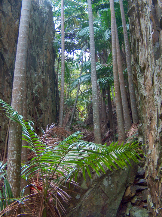 Palm Gorge, Mt Greville