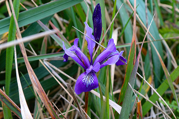 Some of the many flowers at Point Reyes National Seashore