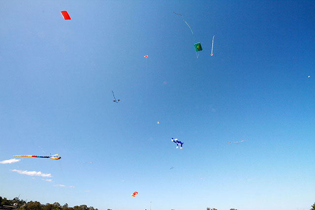 Kites everywhere