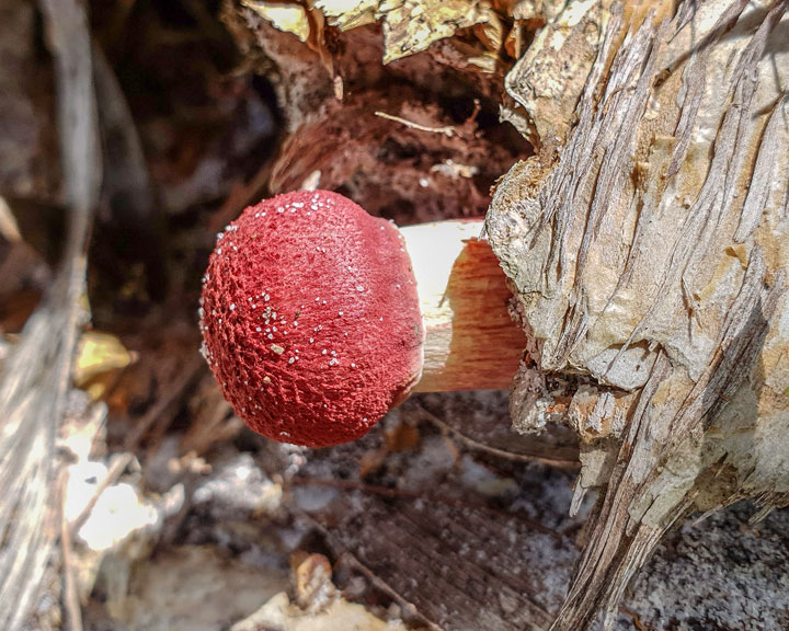 Funguses at Brown Lake, Stradbroke Island