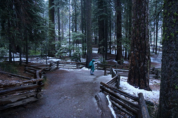 Bronwen wanders through The Mariposa Grove as darkness falls