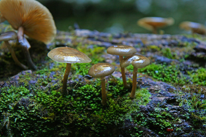 Mushrooms, Coomera Circuit