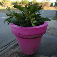 Our crazy potplant, moved with great difficulty to the roadside