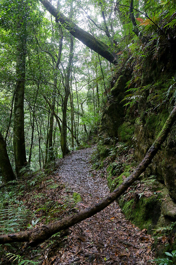 The track through the rainforest