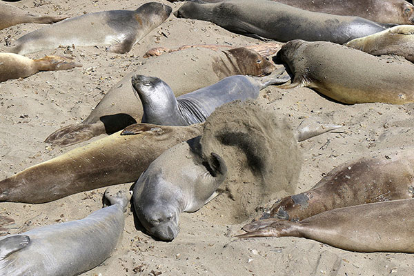 The Elephant Seals flick sand upon themselves and everyone else