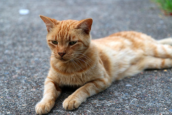 A cat at Maz’s