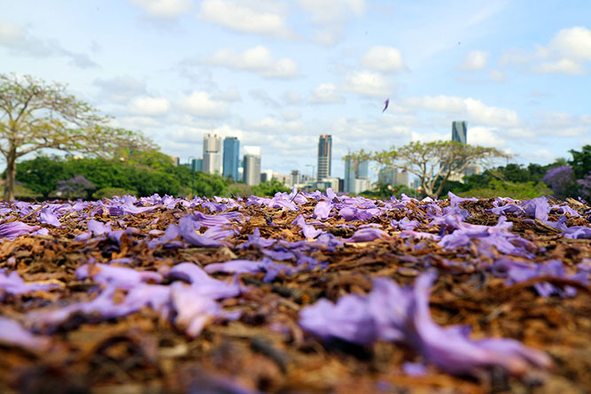 Jacarandas at New Farm Park