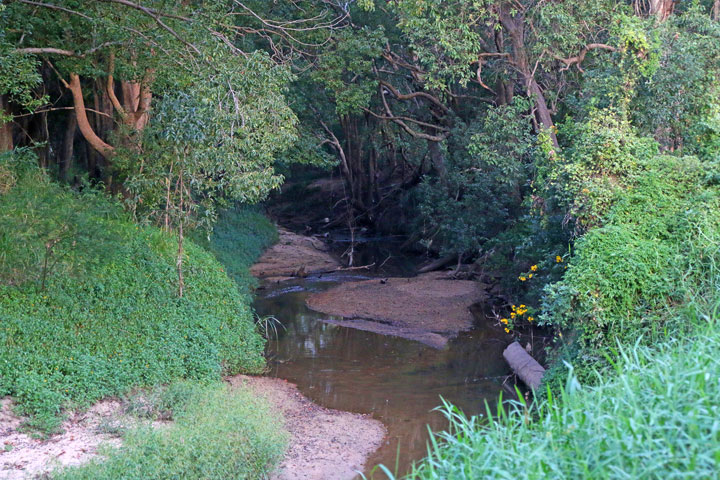 Bulimba Creek at Tillack Park