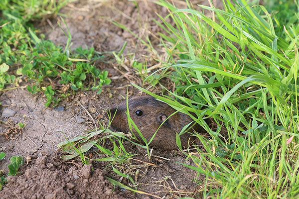 A small land-rodent who lived in a hole