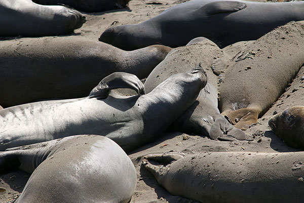 Elephant seals almost have fingers