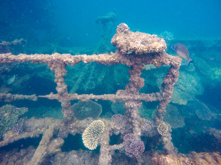 Snorkelling at Tangalooma Wrecks on Moreton Island