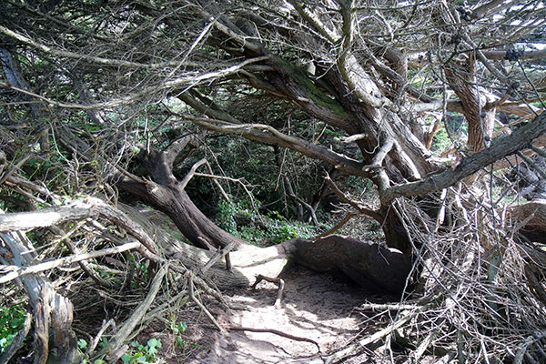 Some of the gnarled trees in the park at Land’s End