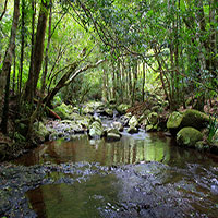 Coomera Creek