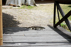 A festival goanna