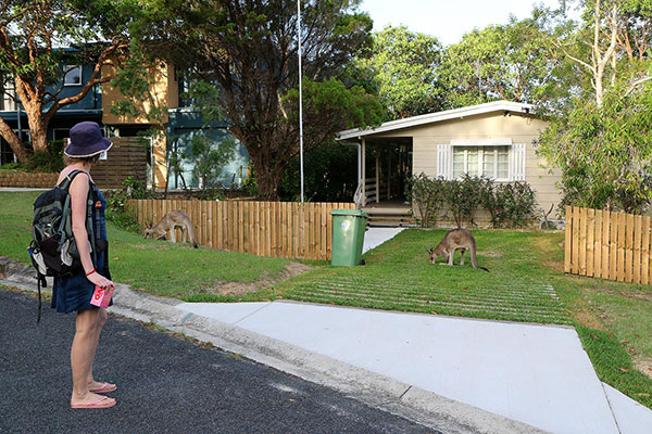 Bronwen watches three hungry kangaroos