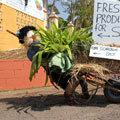 Scarecrows at Tamborine Mountain Scarecrow Festival