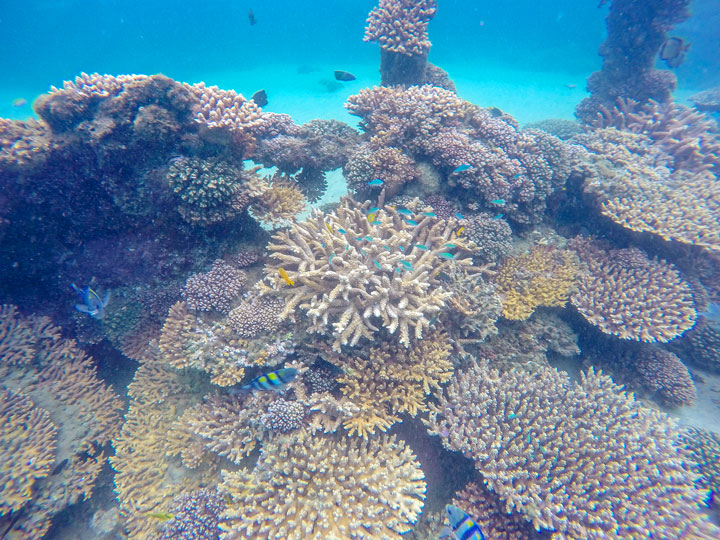 Snorkelling at Tangalooma Wrecks on Moreton Island